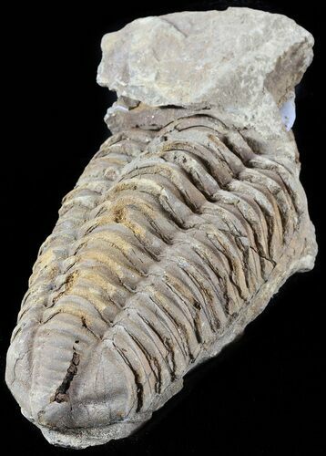 Calymene Trilobite From Morocco - Large Size #49652